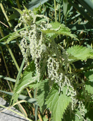 Urtica dioica