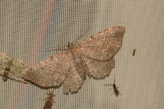 Philereme vetulata