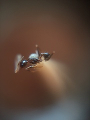 Pheidole nodus