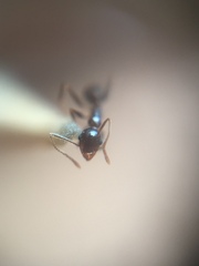 Pheidole nodus