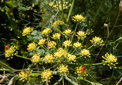 Foeniculum vulgare