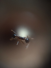 Pheidole nodus