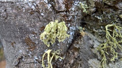 Ramalina obtusata