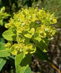 Euphorbia platyphyllos
