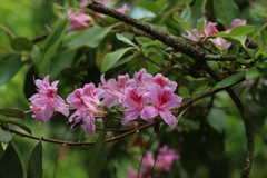 Rhododendron breviperulatum