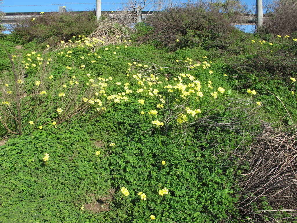 Bermuda buttercup (Guide to Cambria's Invasive Weeds) · iNaturalist