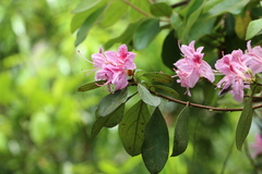 Rhododendron breviperulatum