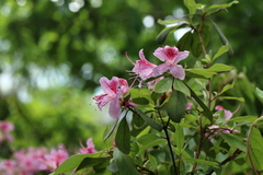 Rhododendron breviperulatum