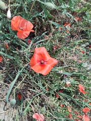 Papaver rhoeas