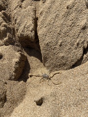 Aegaeobuthus cyprius