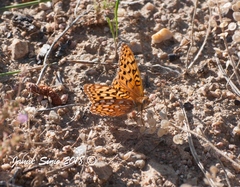Speyeria coronis