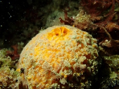 Tethya citrina