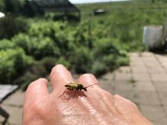 Lepturobosca