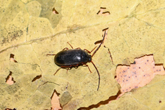 Hymenalia rufipes