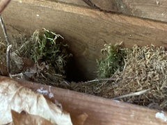 Troglodytes troglodytes