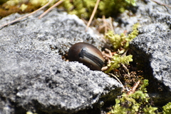 Mucuna sloanei