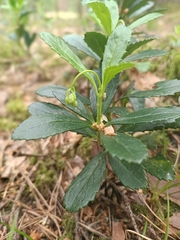 Chimaphila umbellata