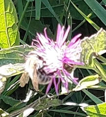 Bombus pascuorum