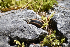 Mucuna sloanei