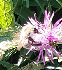 Bombus pascuorum