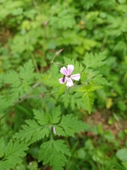 Geranium robertianum