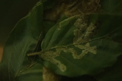 Stigmella hemargyrella