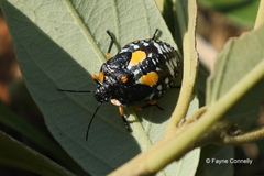 Chinavia pallidoconspersa