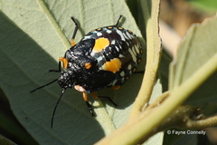 Chinavia pallidoconspersa