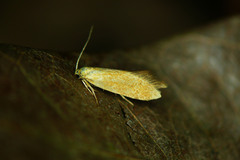 Crassa tinctella