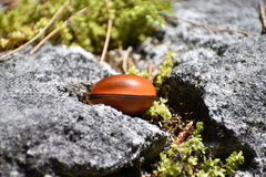 Macropsychanthus comosus