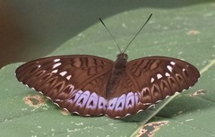 Tanaecia pelea