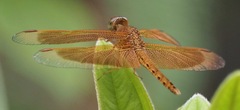 Neurothemis fluctuans