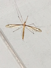 Tipula tricolor