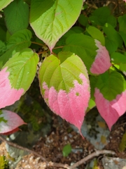 Actinidia kolomikta