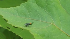 Atomacera decepta