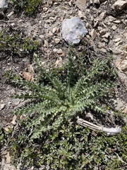 Cirsium mohavense