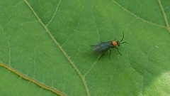 Atomacera decepta