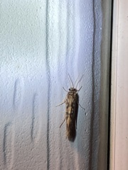 Agraylea multipunctata