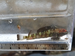 Helcogramma inclinata