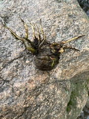 Cicuta virosa