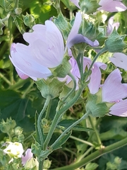 Malva thuringiaca