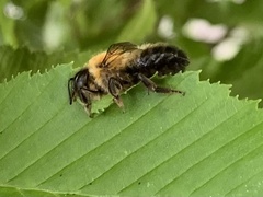 Megachile nigriventris
