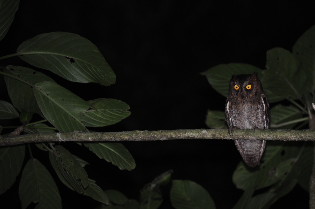 Otus elegans botelensis in April 2018 by Edward Lin · iNaturalist