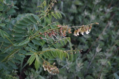 Sophora flavescens