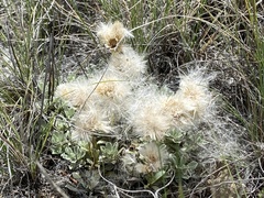 Townsendia hookeri
