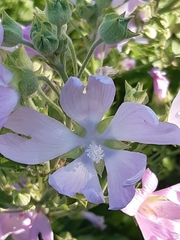 Malva thuringiaca