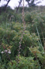 Anemarrhena asphodeloides