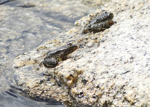 iNaturalist observation photo of Sierra Nevada Yellow-legged Frog
