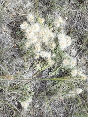 Townsendia hookeri