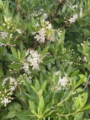 Rhododendron micranthum